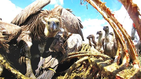 Supi - skrytý půvab mrchožroutů