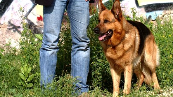 Návrat komisaře Rexe IX (8)