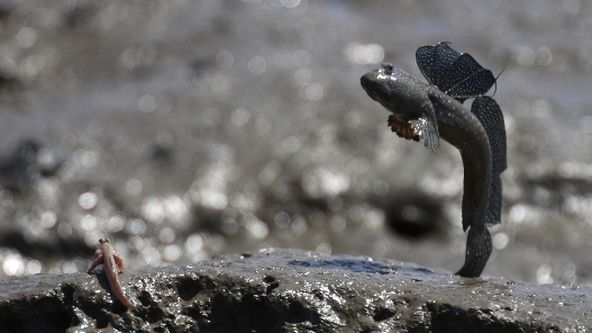 Život na Zemi: Ryby
