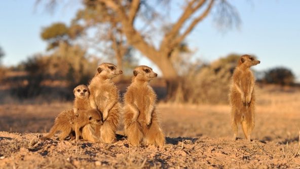 Dramatické příběhy z divočiny: Malá surikata