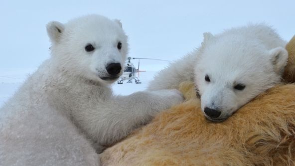 Rodina ledního medvěda a já: Jaro