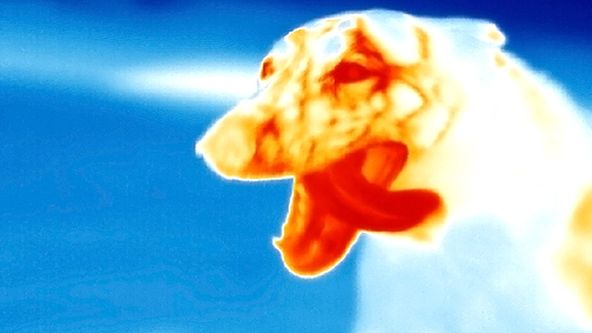 Zázračná planeta: Zvířecí mazlíčci - divokost v srdci (1/2)