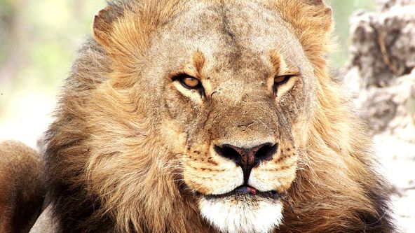 Zázračná planeta: Lev - africký zabiják