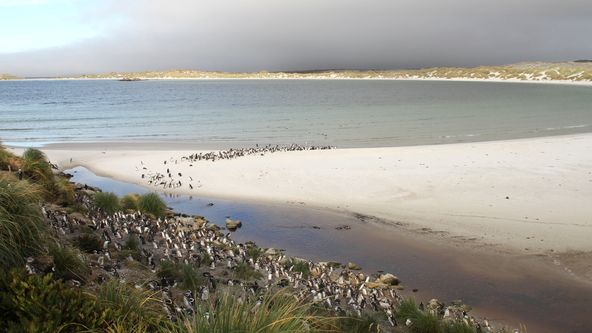 Falklandy - ráj tučňáků