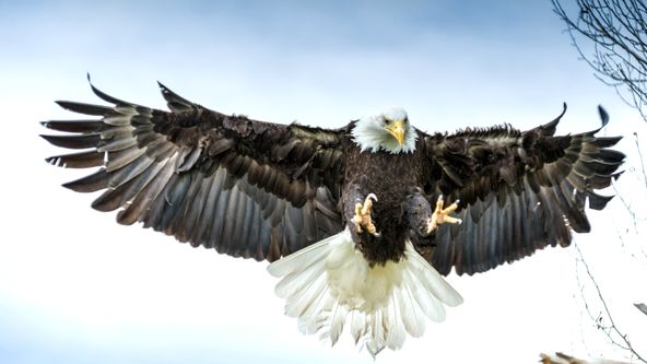 Království divočiny: Podivuhodná zvířata (8/12)