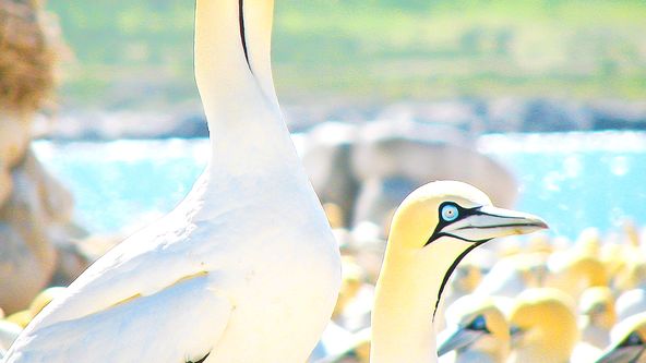 Zázračná planeta: Těžký život predátorů (3/3)