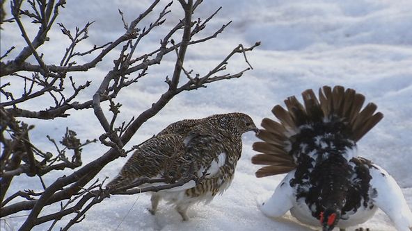 Království divočiny: Bělokur horský