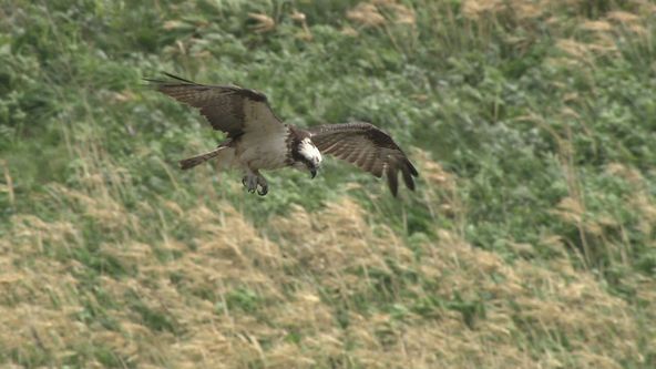 Království divočiny: Orlovec říční