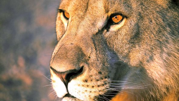Zázračná planeta: Lvi z Namibijské pouště