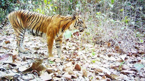 Zázračná planeta: Poslední tygři sumaterští