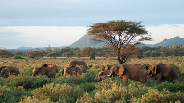 Velká putování zvířat: Sloni