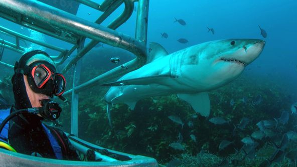 Žralok bílý a příběh Rodneyho Foxe