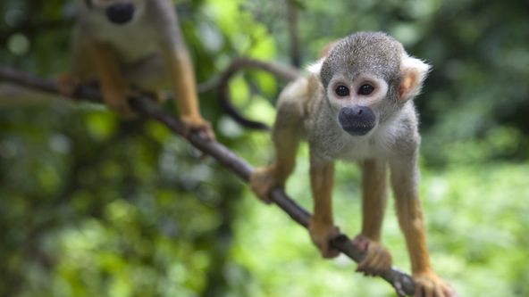 Skrytá tvář evoluce: Dědictví po pravěkých primátech