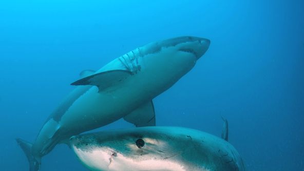Žralok bílý a příběh Rodneyho Foxe