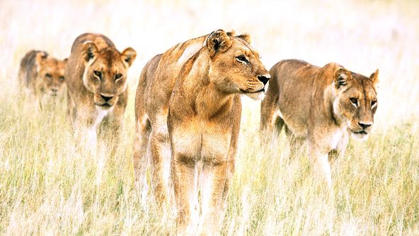 Zázračná planeta: Těžký život predátorů (1/3)