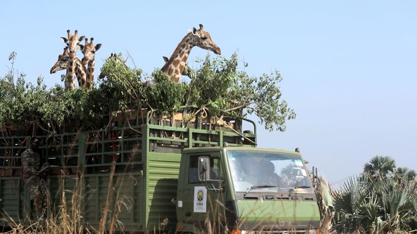 Žirafy, něžní obři afrických savan
