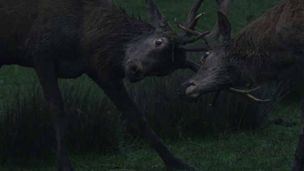 Divoká Francie (2/4)