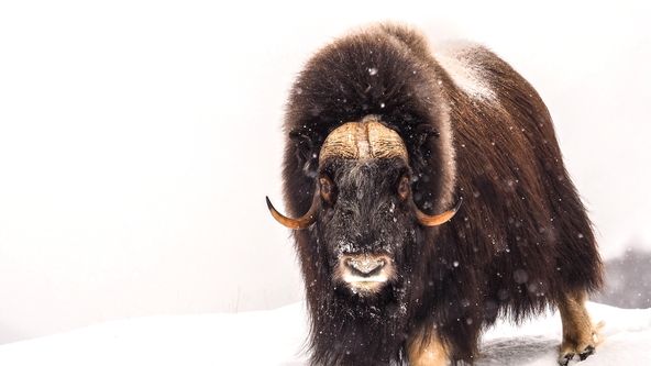 Království divočiny: Arktida, rok v zamrzlé divočině