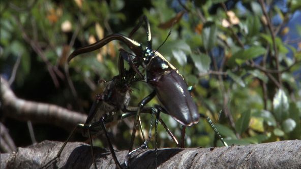 Život na Zemi (6/10)