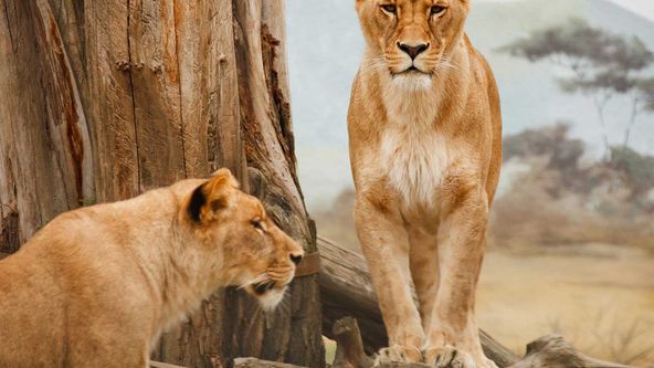 Zázraky planety Země (17)