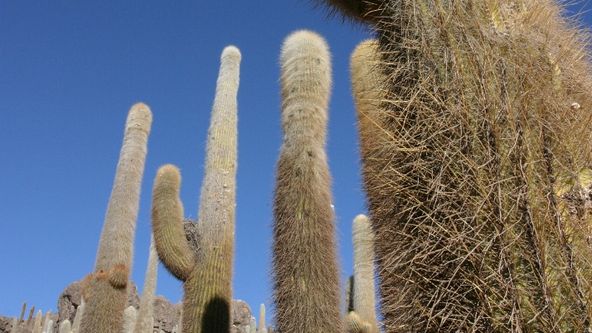 České stopy v rostlinné říši Latinské Ameriky