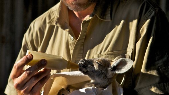 Klokaní rodina a další zvířecí mláďata (2/2)