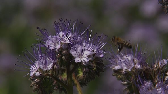 Krajina pro včely