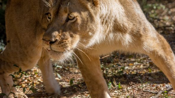 Zázračná planeta: Člověk a lev