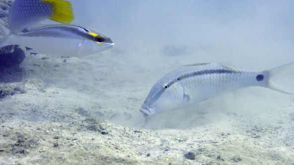 Poslední mohykáni korálových útesů