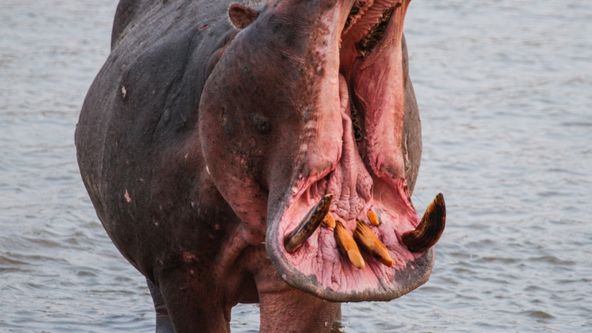 Neuvěřitelné tesáky