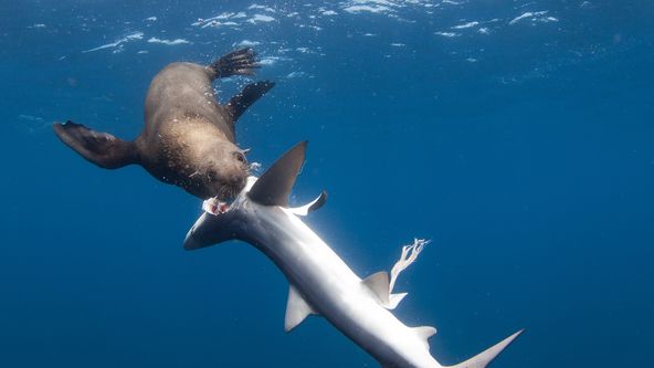 Žralok versus predátor