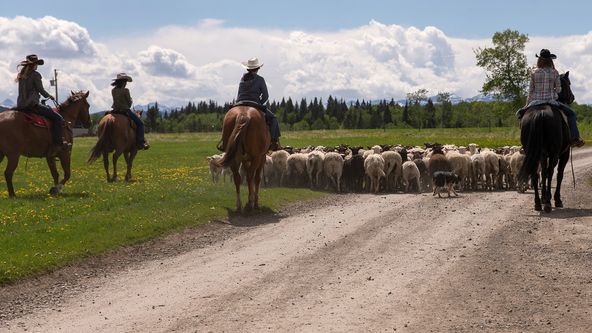 Ranč Heartland VII (4)