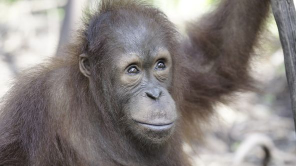 Orangutaní škola v džungli (1)