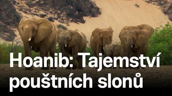 Hoanib: Tajemství pouštních slonů