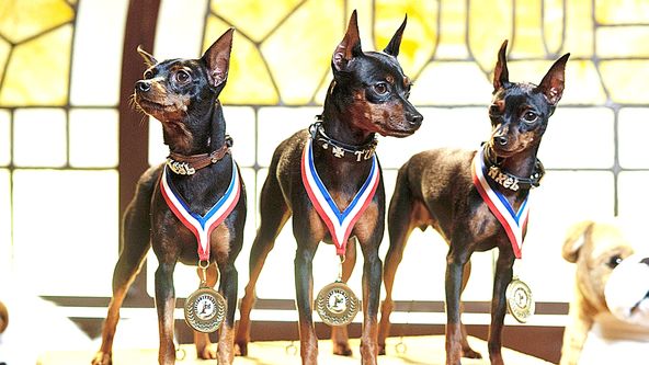 Marley a já: Štěněcí léta