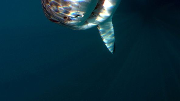 Žralok bílý - žijící legenda