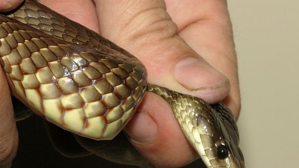 Taipan - nejjedovatější had světa