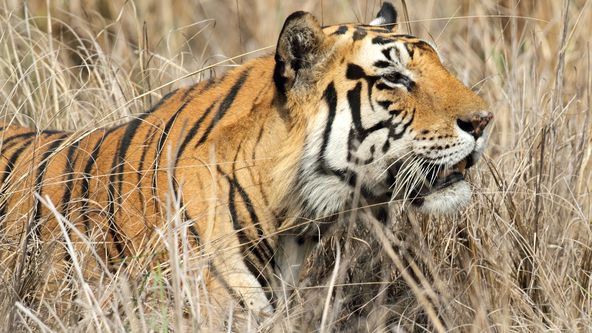 Království divočiny: Podivuhodná zvířata (6/12)