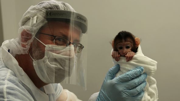 Skrytá tvář evoluce: Dědictví po pravěkých primátech