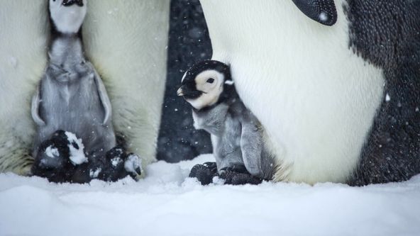 Zázračná planeta: Příběh tučňáčího mláděte