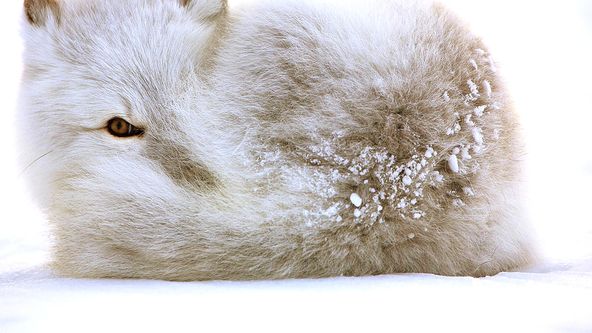 Zázračná planeta: Příběh života (2/6)