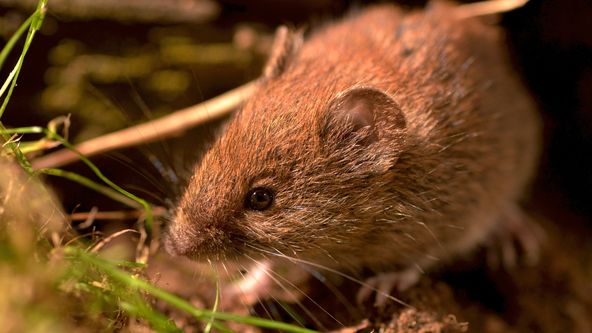 Příběhy zvědavých přírodovědců (7/10)