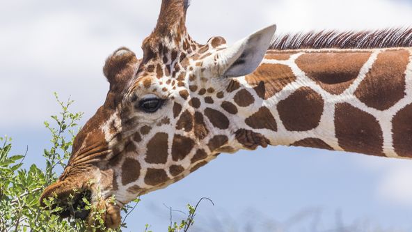 Žirafy: Zapomenutí obři