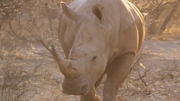Safari turistika - zaplať a zastřel si
