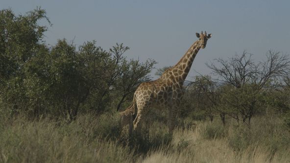 Safari turistika - zaplať a zastřel si