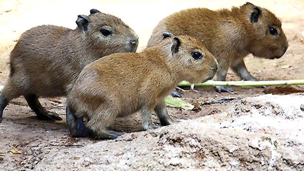 Co se děje v ZOO II (6)