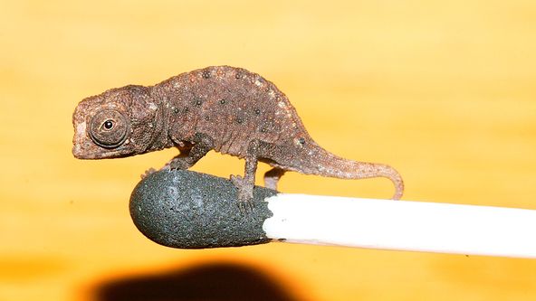 Zázračná planeta: Podivuhodné přírodní úkazy III (3/3)