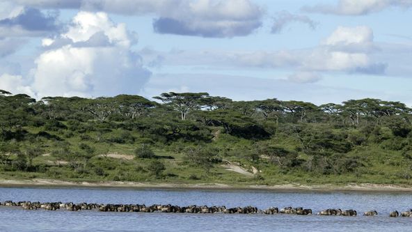 Království divočiny: Serengeti