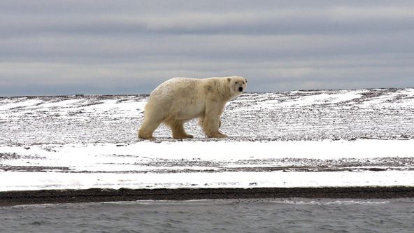 Zázračná planeta: Velké hody ledního medvěda