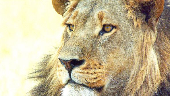 Lev - africký zabiják